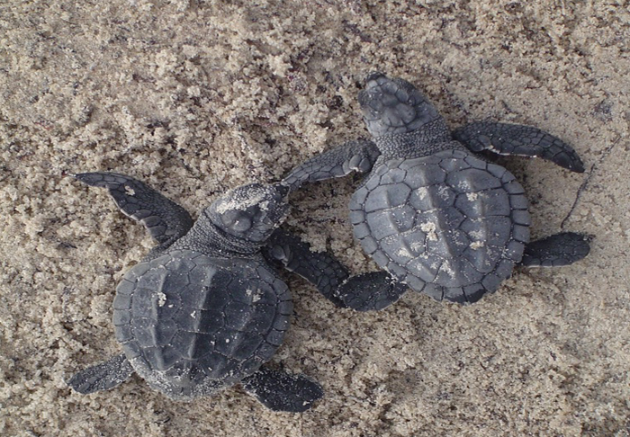Baby turtles hatching